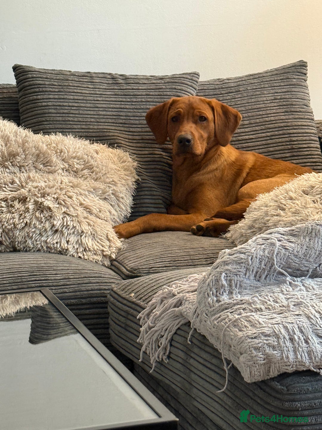 Labrador Retriever dogs for sale: 6 month - Red Fox Lab - male - Image 5