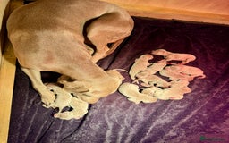 Weimaraner dogs for sale: ✨KC Reg Pups from Champion Bloodlines ✨ - Image 7