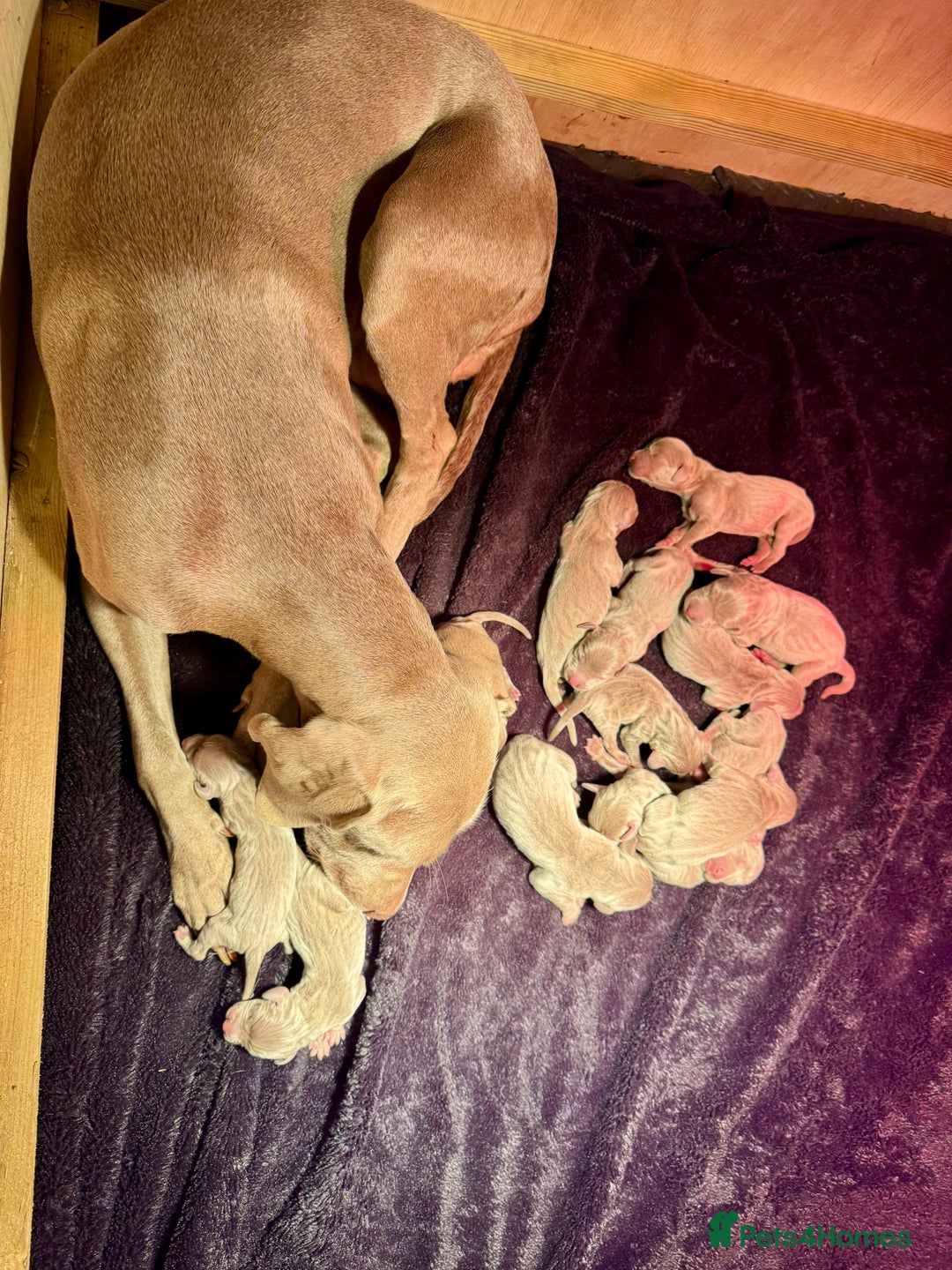Weimaraner dogs for sale: ✨KC Reg Pups from Champion Bloodlines ✨ - Image 7