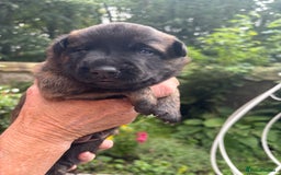 Belgian Shepherd Dog dogs for sale: Dutch shepherd puppies  - Image 15