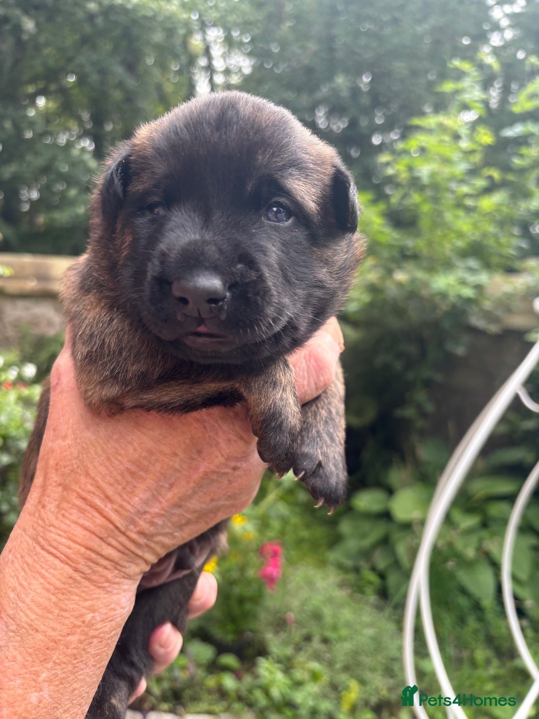 Belgian Shepherd Dog dogs for sale: Dutch shepherd puppies  - Image 15
