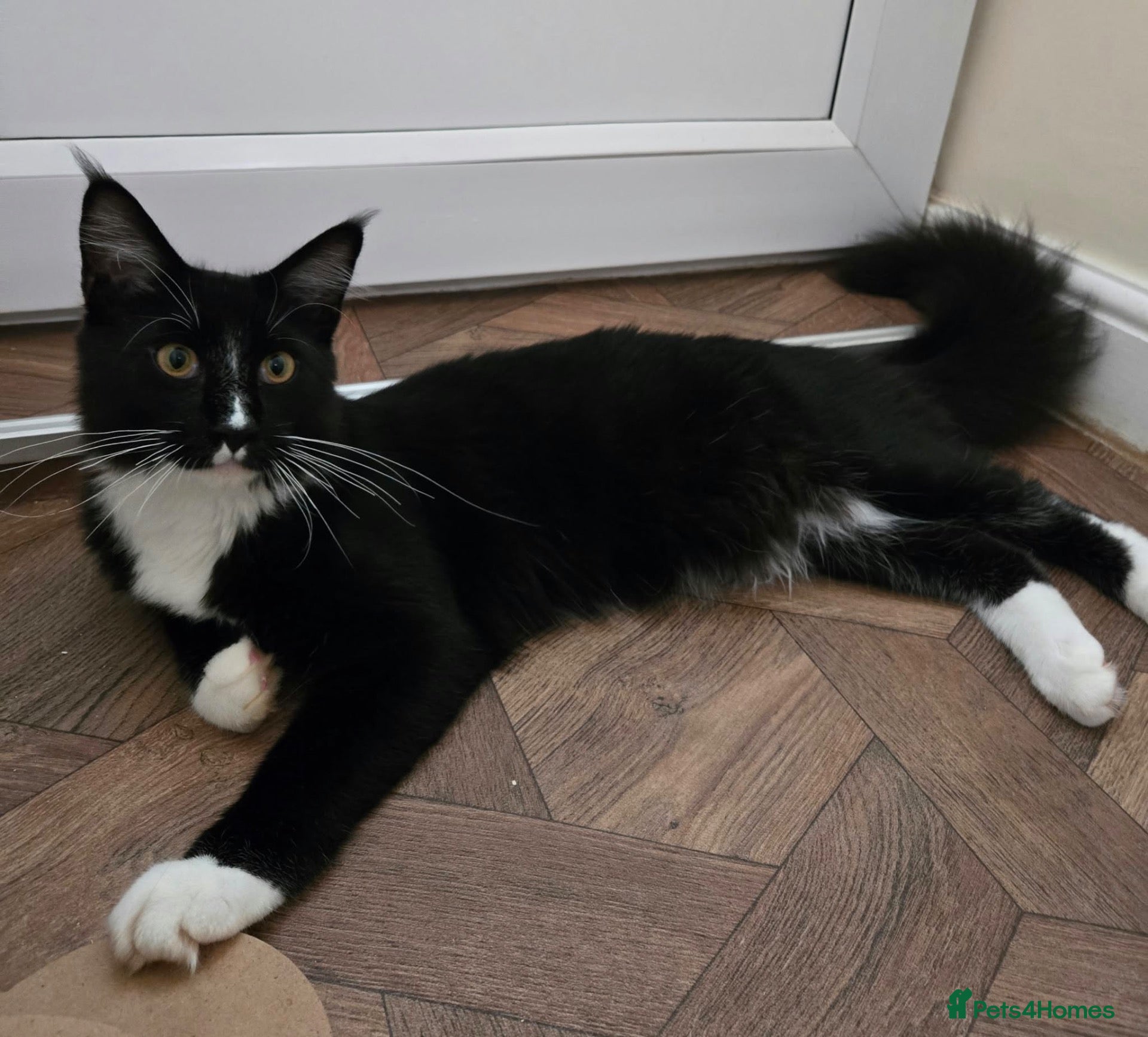 Maine Coon cats Fantastic TICA registered Maine Coon boy. - Advert 1