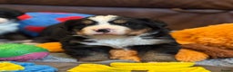 Bernese Mountain Dog dogs for sale: Beautiful KC Litter  - Advert 14