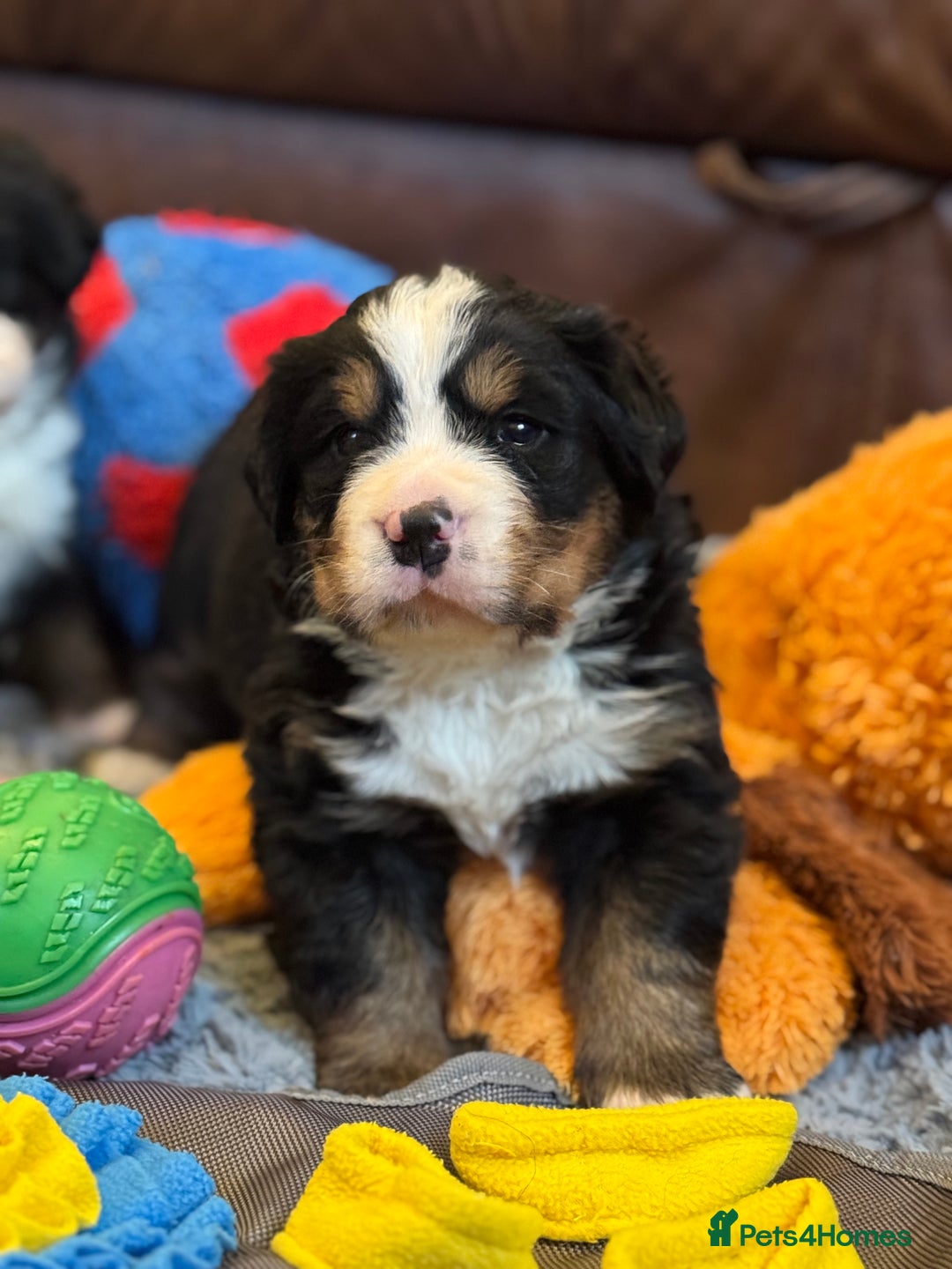 Bernese Mountain Dog dogs for sale: Beautiful KC Litter  - Advert 14