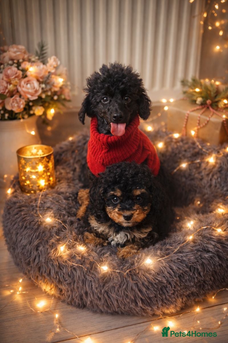 Cavapoo dogs WAITING LIST Toy Cavapoo puppies  - Advert 17