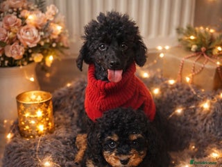 Cavapoo dogs WAITING LIST Toy Cavapoo puppies - Advert 17