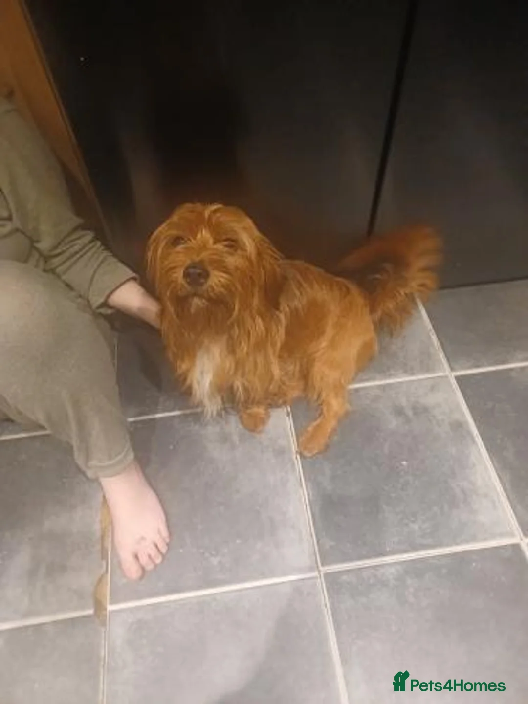 Mixed Breed dogs for sale: Dachshund Lhasa cross Male - Advert 2