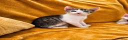 Mixed Breed cats for sale: 2 beautiful, well-socialized kittens  - Advert 20