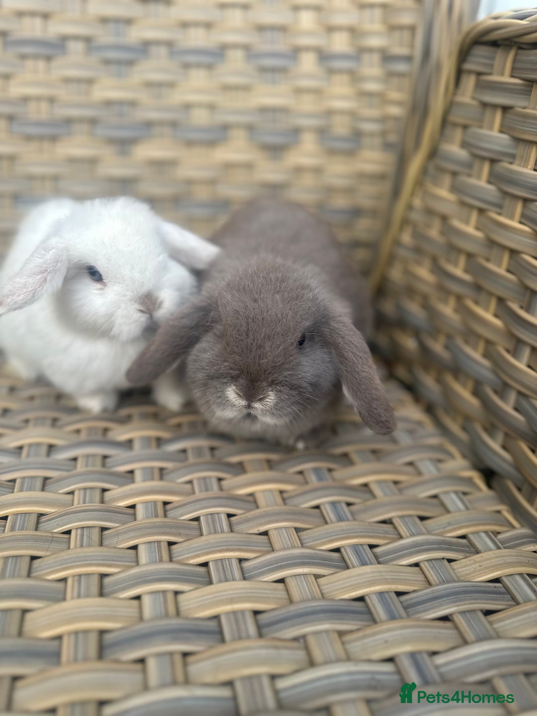 Mini Lop rabbits for sale: 2 Pretty female mini lop sisters. - Advert 6