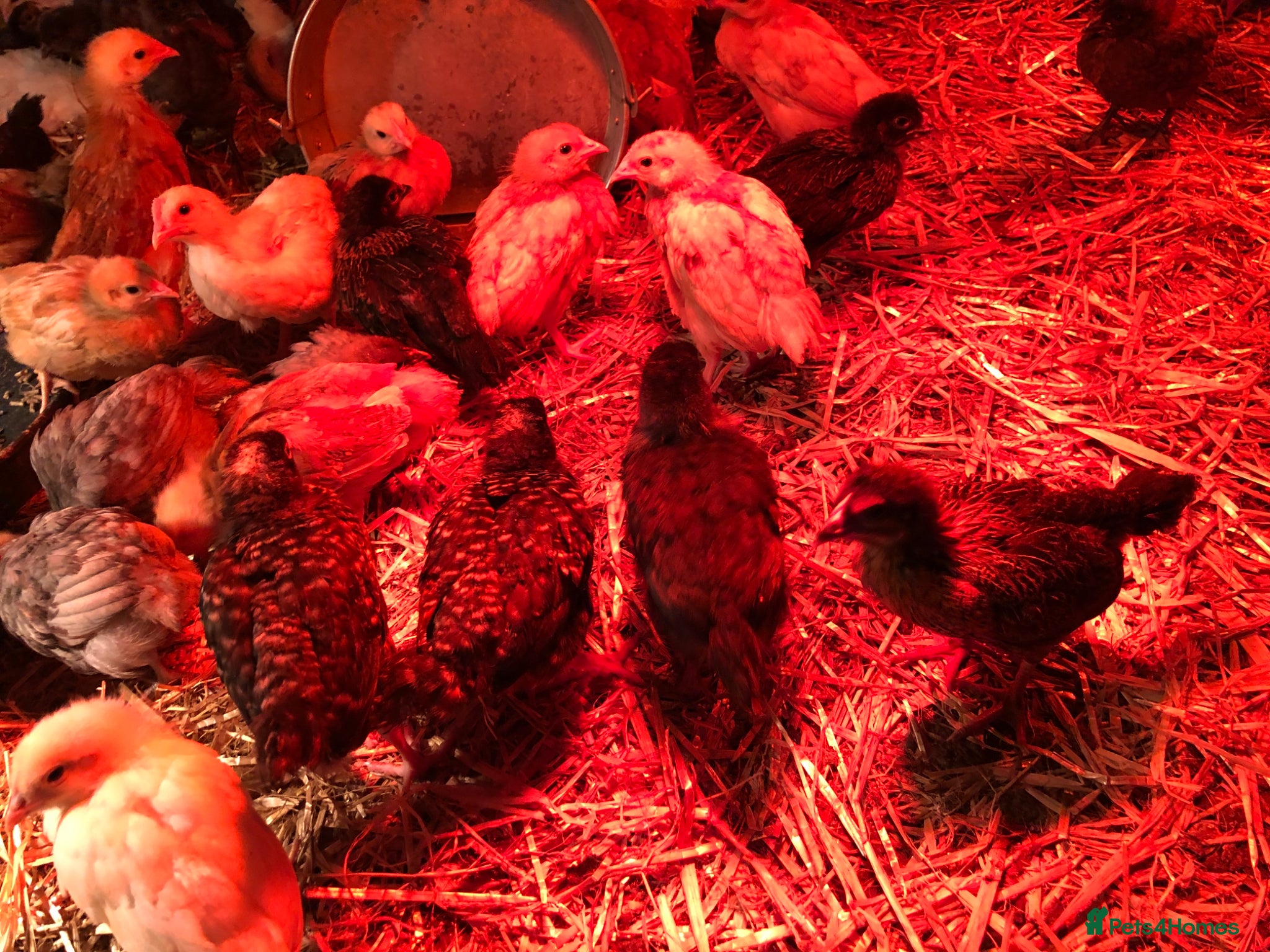 Chickens poultry Happy, healthy, sexed pullet chicks. - Advert 1