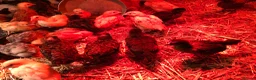 Chickens poultry for sale: Happy, healthy, sexed pullet chicks. - Advert 1