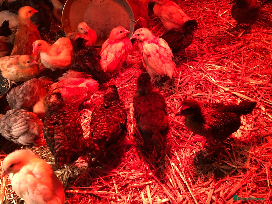 Chickens poultry for sale: Happy, healthy, sexed pullet chicks. - Advert 1