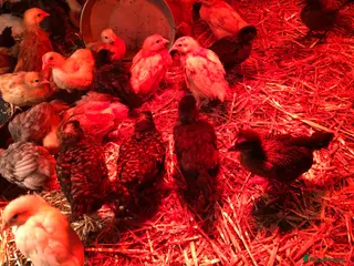 Chickens poultry for sale: Happy, healthy, sexed pullet chicks. - Advert 2