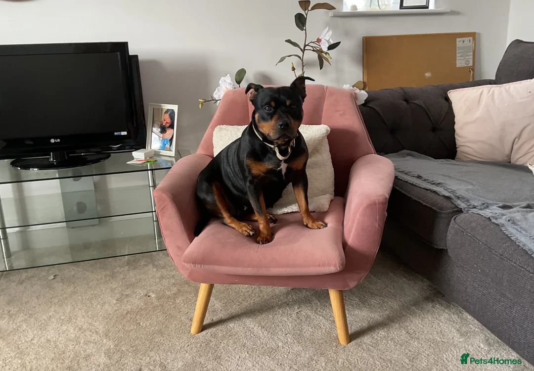 Staffordshire Bull Terrier dogs for sale: RED perfect chunky Staffy puppies in Grimsby - Advert 1