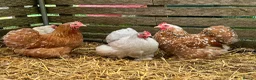 Chickens poultry for sale: Pekin bantam hatching eggs, chicks, growers, hens - Advert 5