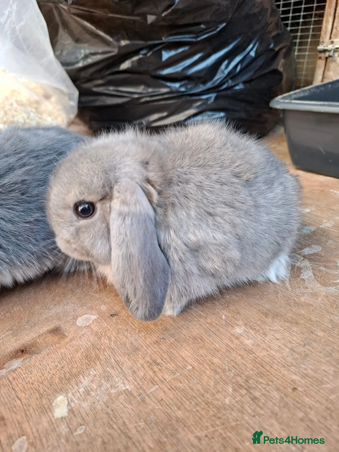 Mini Lop rabbits for sale: Beautiful Mini Lops - Advert 4
