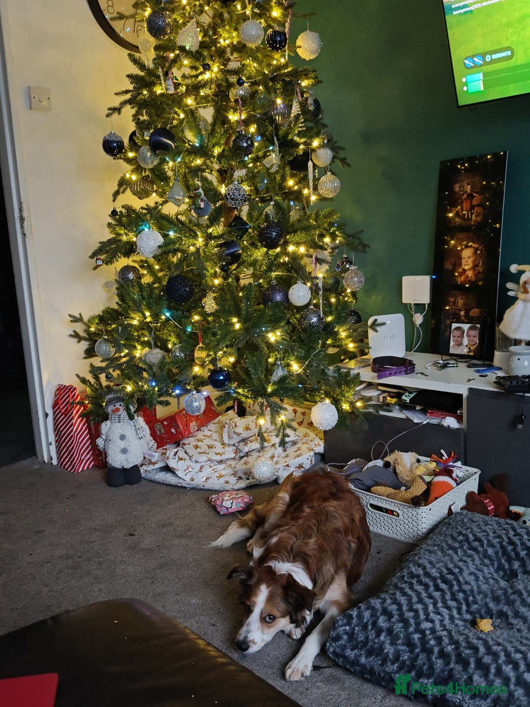 Border Collie dogs for sale: Wonderful girl - Advert 3