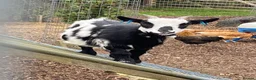 Goats livestock for sale: pygmy goats in Deeside - Advert 4