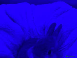 Netherland Dwarf rabbits Unnutured neverland dwaf rabbit baby - Advert 11