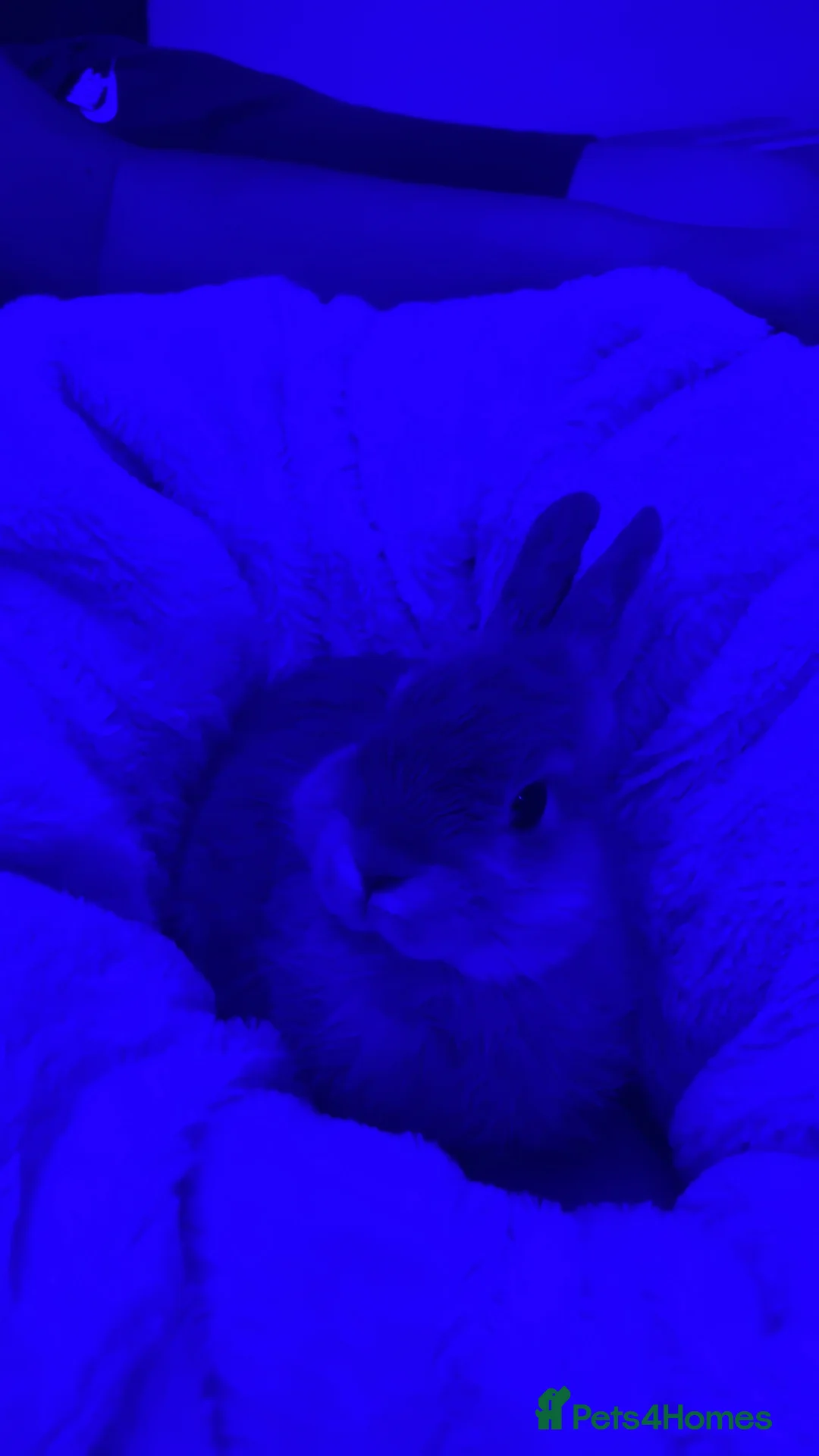 Netherland Dwarf rabbits for sale: Unnutured neverland dwaf rabbit baby  - Advert 1