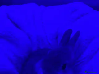 Netherland Dwarf rabbits Unnutured neverland dwaf rabbit baby - Advert 6