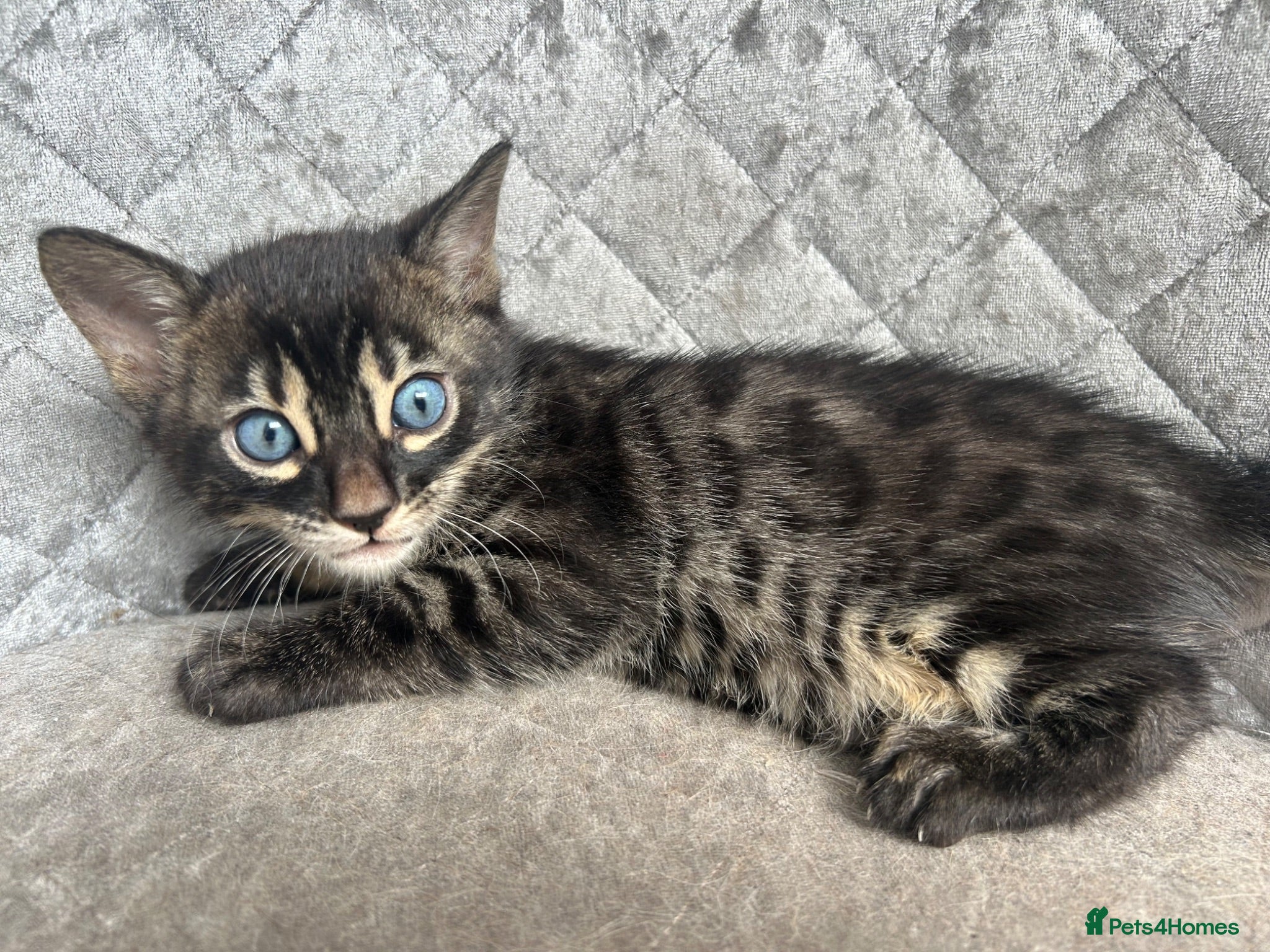 Bengal cats Gorgeous litter of TICA registered bengal kittens  - Advert 16