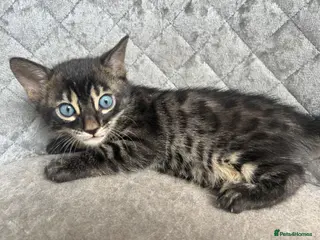 Bengal cats Gorgeous litter of TICA registered bengal kittens - Advert 16
