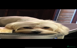 Maltipoo dogs for sale: Tiny Teddy bear maltipoo puppy - Image 9