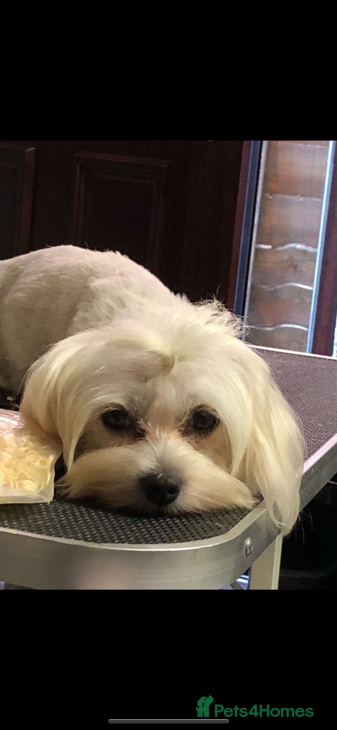 Maltipoo dogs for sale: Tiny Teddy bear maltipoo puppy - Image 9