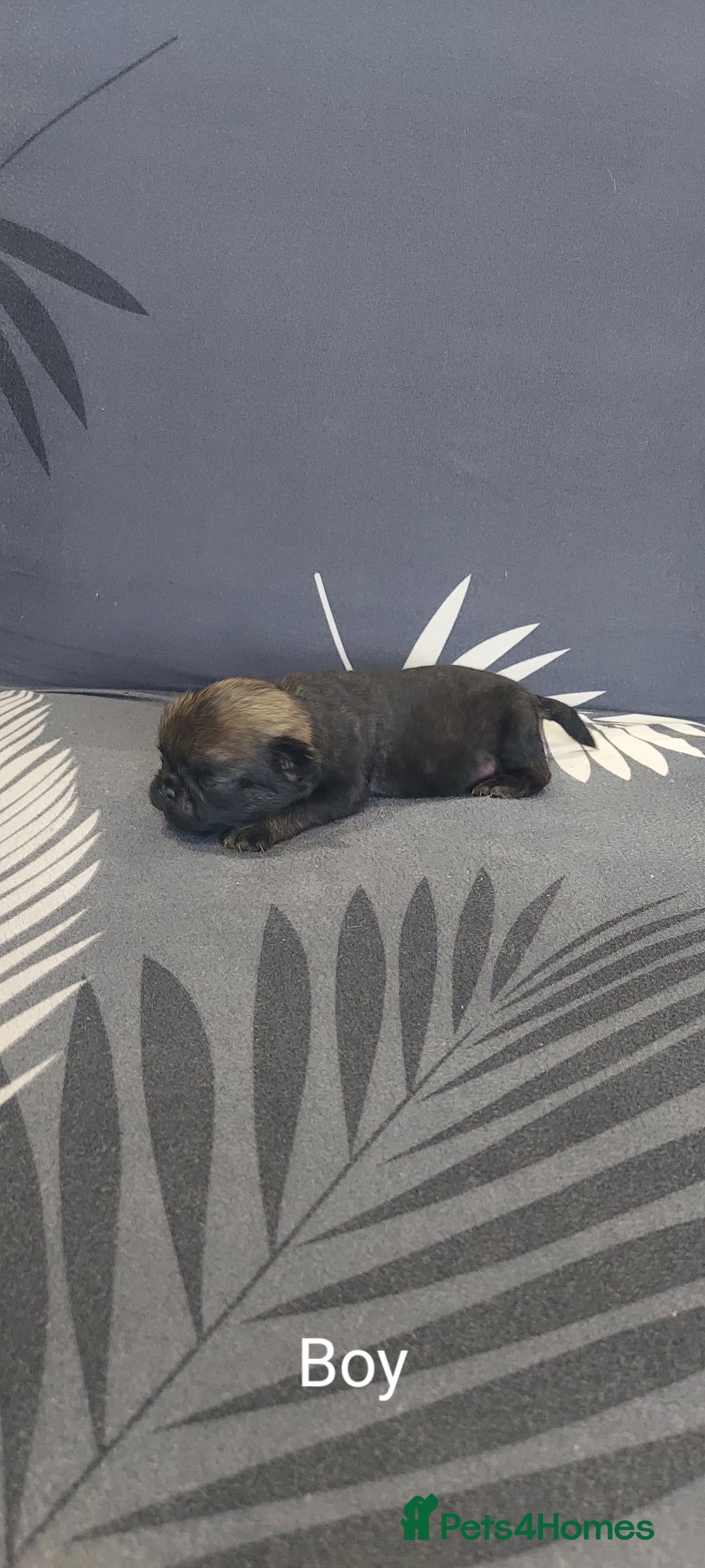Pug dogs for sale: Pug puppies for sale  - Image 6