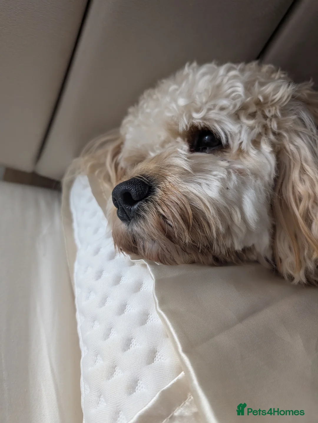 Cavapoo dogs for stud: Gorgeous Cavapoo Male for Stud - Advert 2