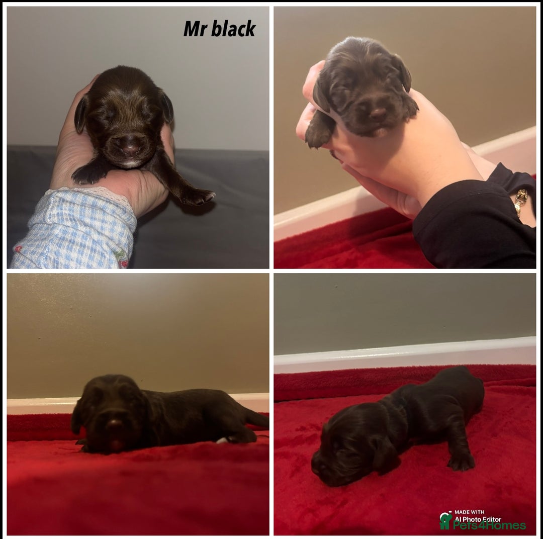 Cockapoo dogs for sale: Cockapoo f2b chocolate boys  - Advert 5
