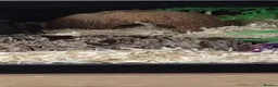 Corn Snake reptiles for sale: Caramel cornsnake for sale. in Bedford - Advert 3
