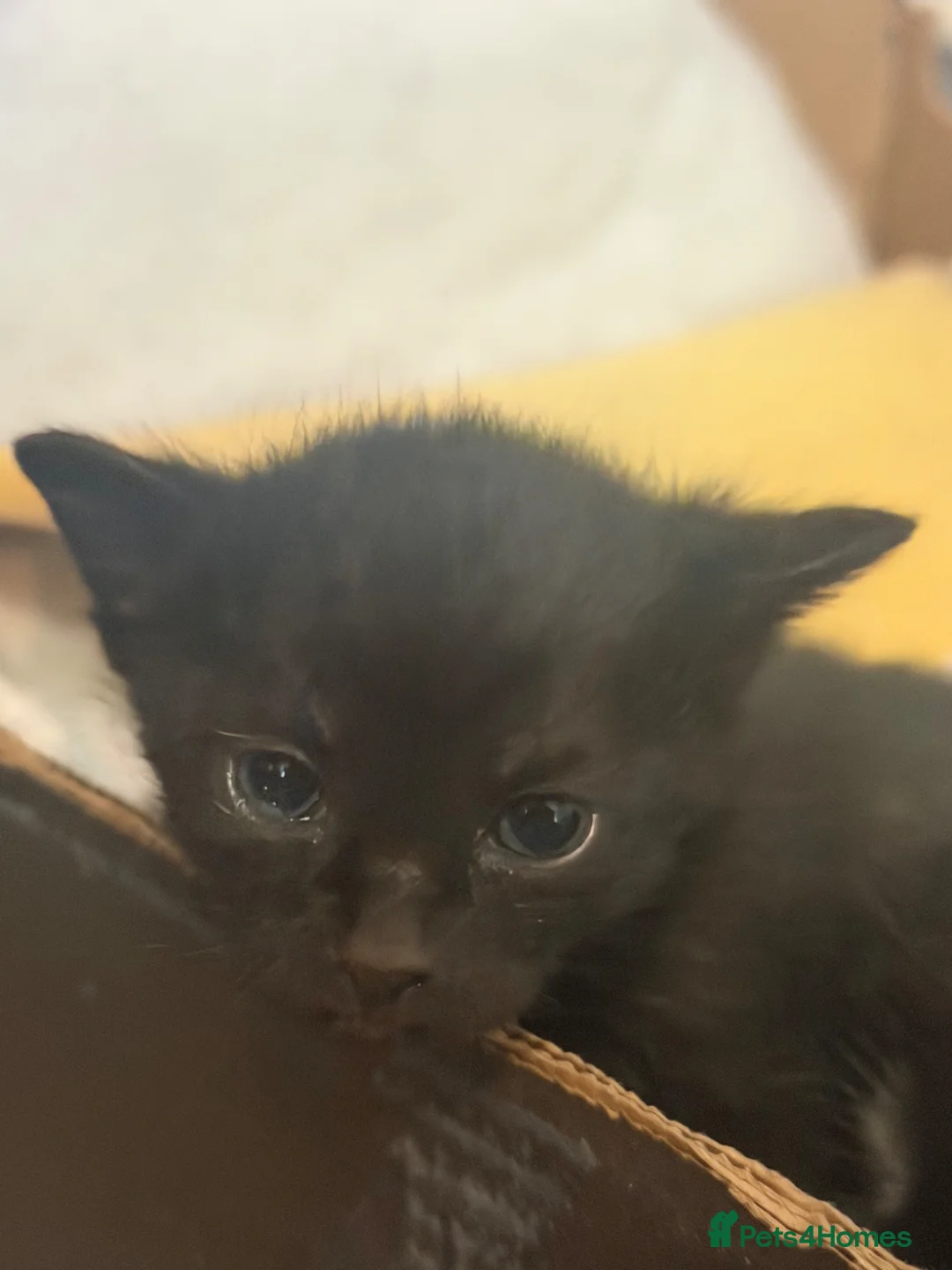 Mixed Breed cats for sale: Kittens looking for a home in Slough - Advert 2