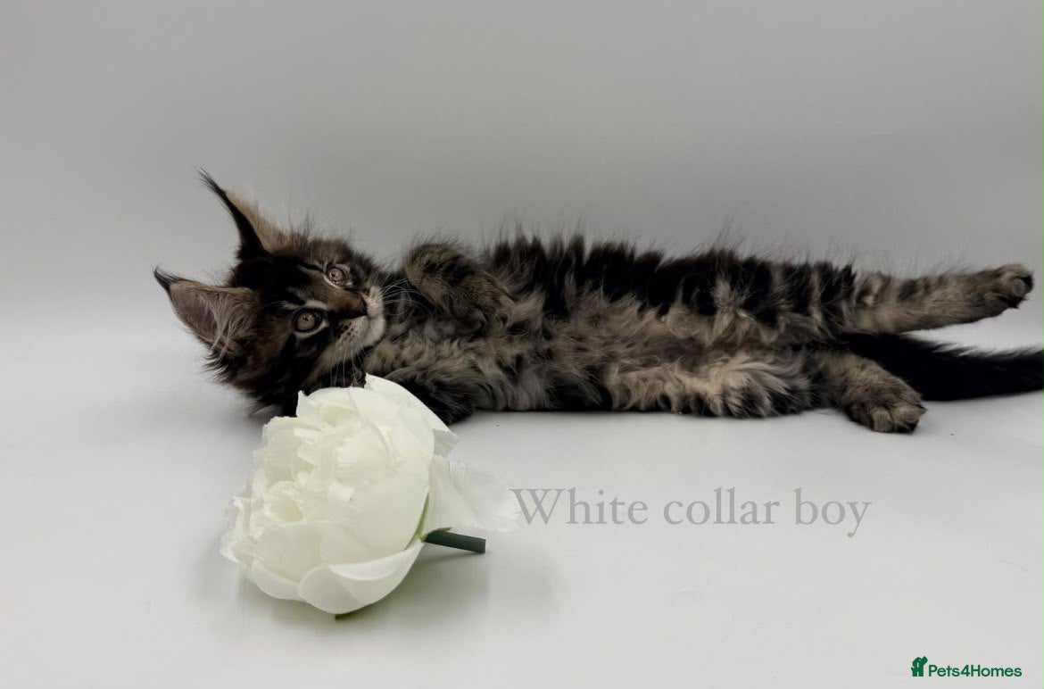 Maine Coon cats Maine coon kittens  - Advert 1
