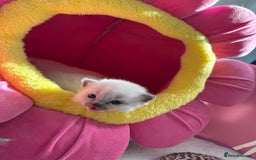 Ragdoll cats for sale: Beautiful Ragdoll Kittens  - Image 27