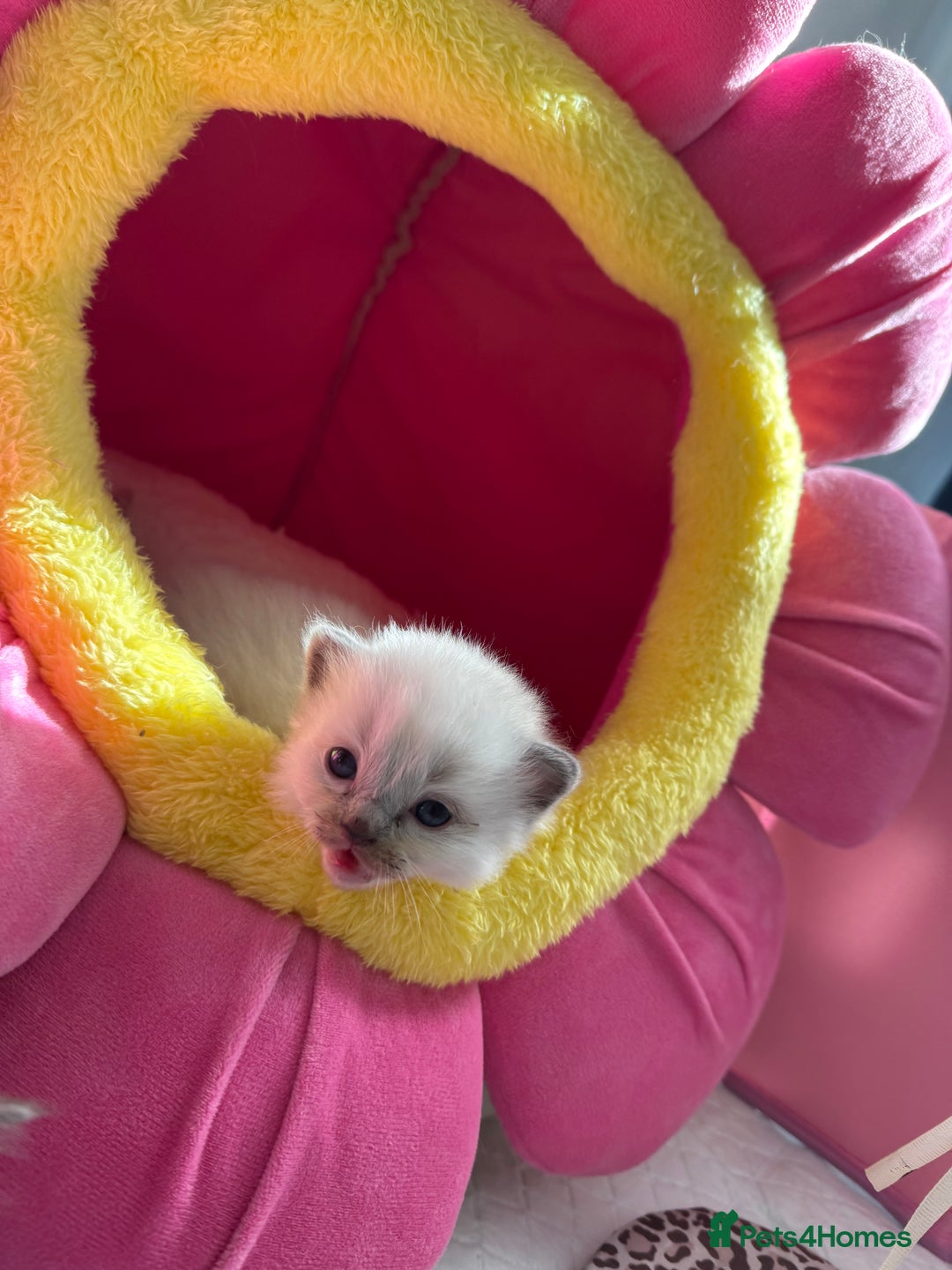 Ragdoll cats for sale: Beautiful Ragdoll Kittens  - Image 27