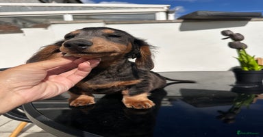 Miniature Dachshund dogs - Advert 4