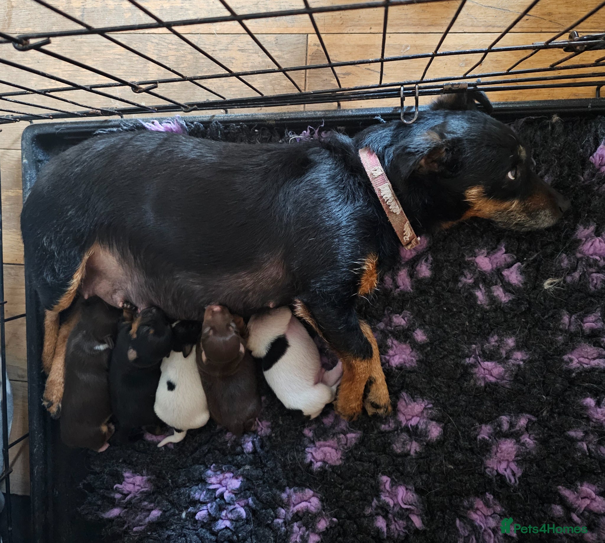 Jack Russell dogs Jack Russell Terrier pups for sale - Advert 2