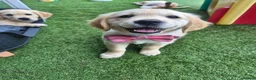Golden Retriever dogs for sale: Golden Retriever puppies - Advert 8