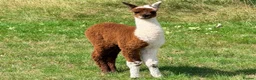 Alpaca livestock for sale: Very Special breeding  group of 7 stunning Alpaca in Llandovery - Advert 8