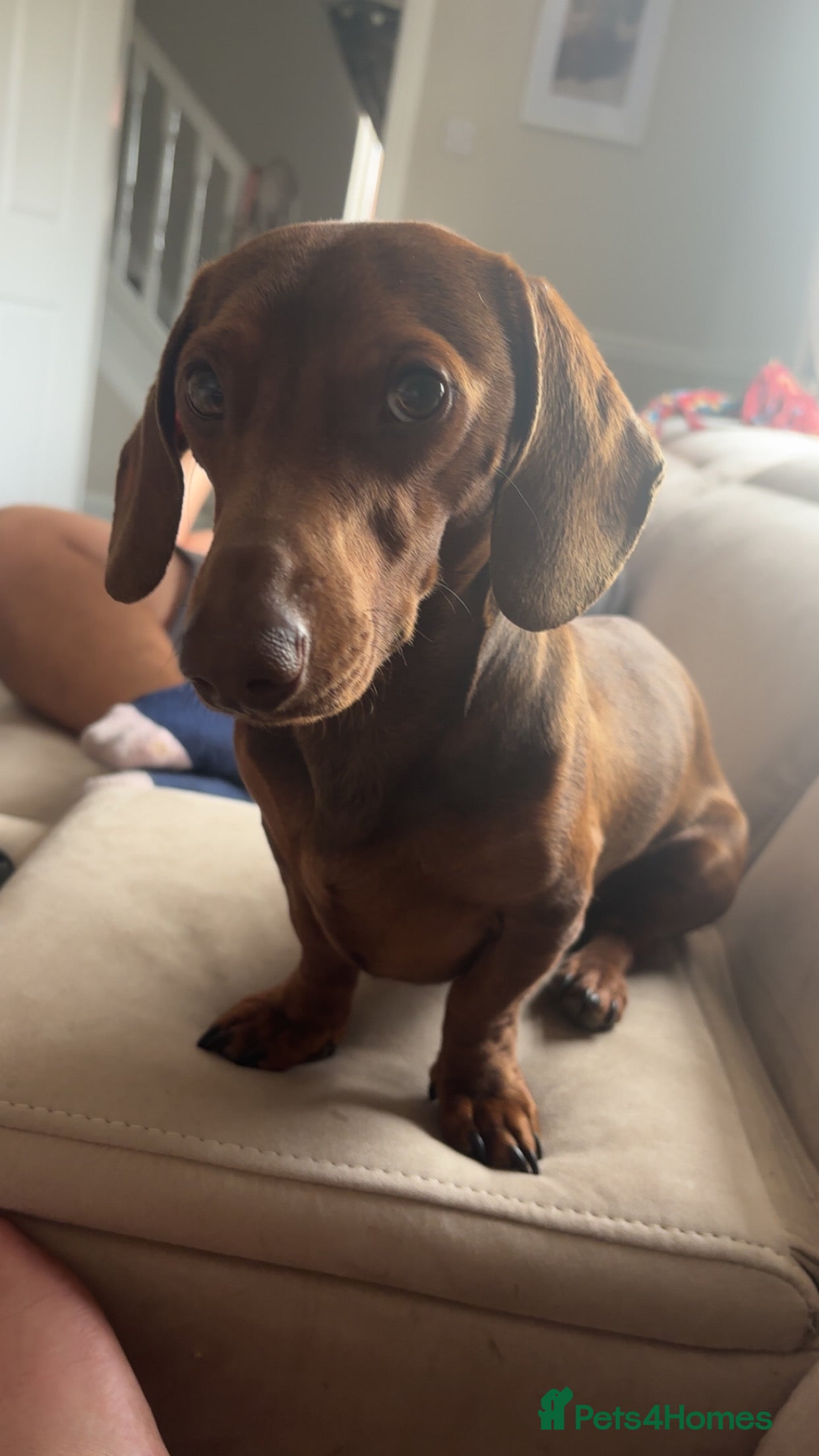 Miniature Dachshund dogs Looking for a female miniature daschund! - Advert 3