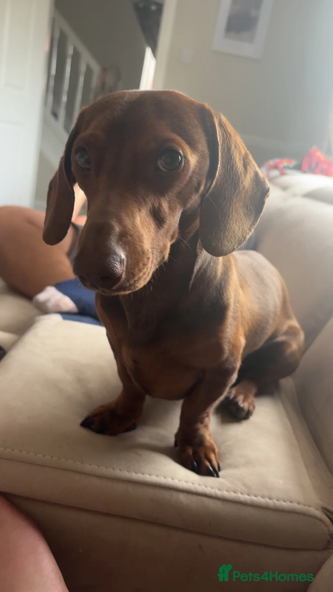 Miniature Dachshund dogs for stud: Looking for a female miniature daschund! - Advert 1
