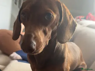 Miniature Dachshund dogs Looking for a female miniature daschund! - Advert 1