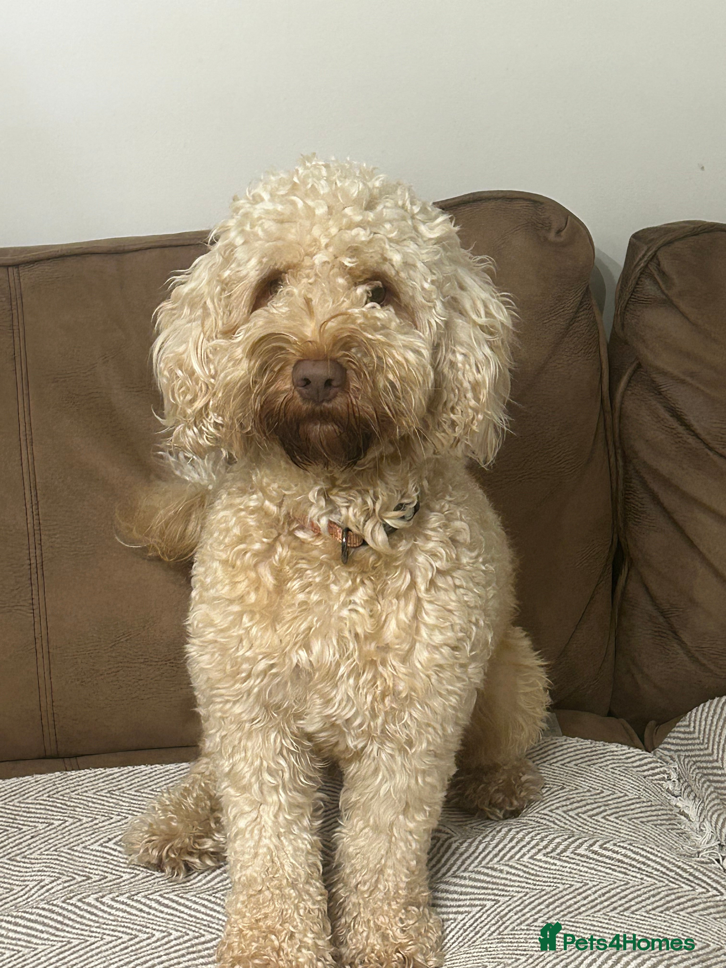 Cockapoo dogs Teddy, ready for stud, stud approved  - Advert 6