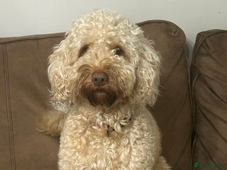 Cockapoo dogs Teddy, ready for stud, stud approved - Advert 1