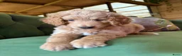 Bernedoodle dogs for sale: F1b Apricot Medium Bernedoodle  - Advert 17