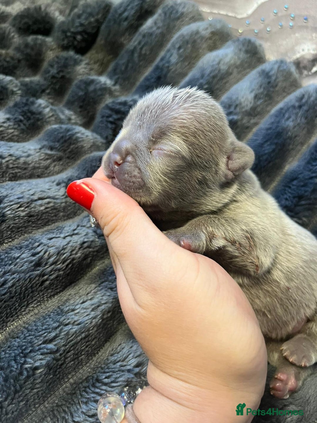 French Bulldog dogs for sale: French bulldog puppies ready for reservation  - Image 6
