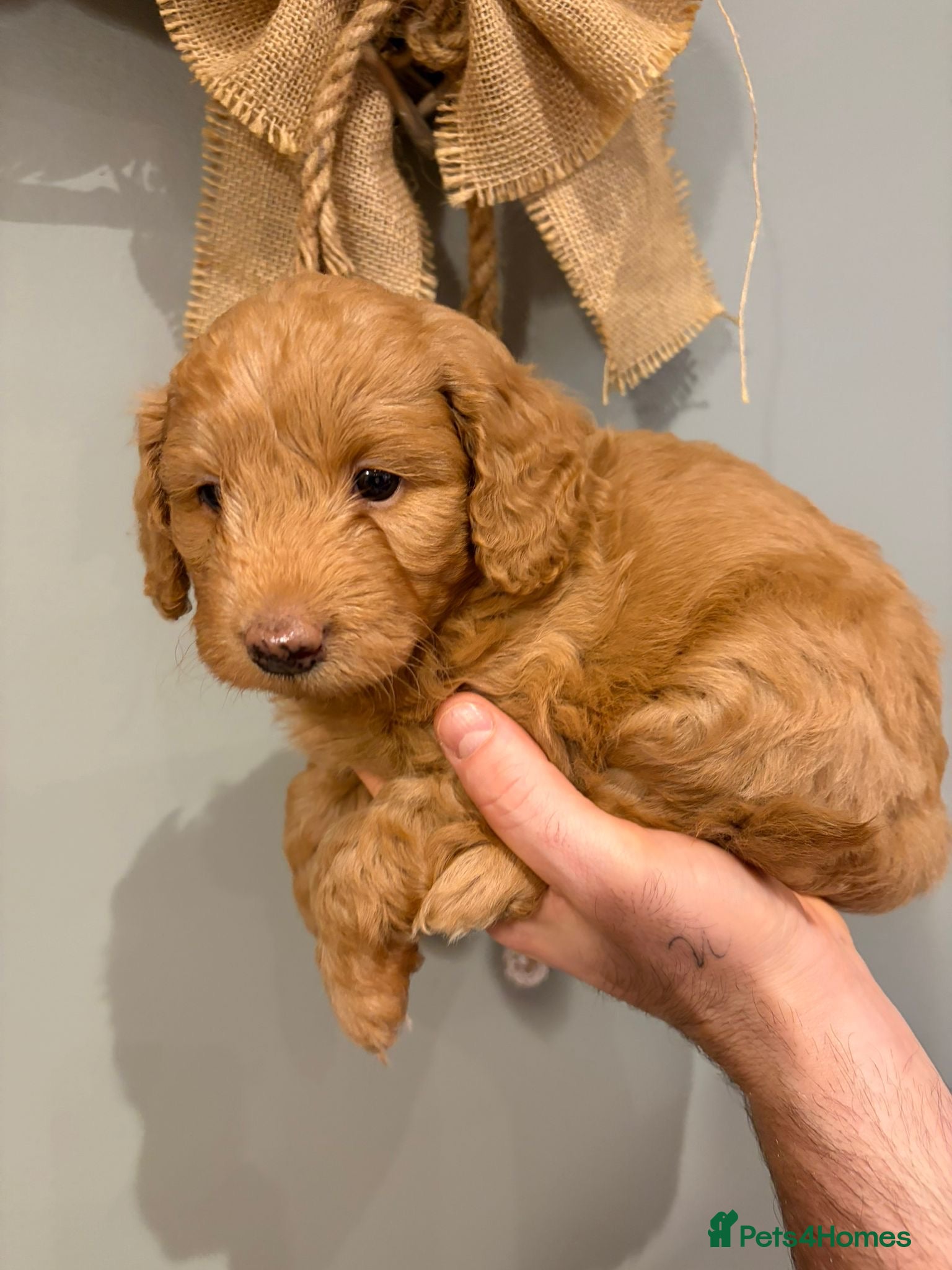 Cavapoo dogs Cavapoo x miniature golden doodle puppies - Advert 15