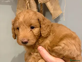 Cavapoo dogs Cavapoo x miniature golden doodle puppies - Advert 15